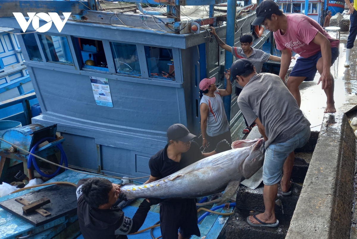 Khánh Hòa: Tuyệt đối không cho xuất bến các tàu cá không đủ điều kiện